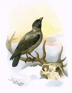 Corvo encapuçado