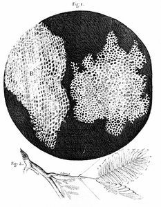 Observações de Hooke da estrutura celular da cortiça (fig. 1) e do ramo da planta Sensible (Sensível) (fig. 2) 1665 (gravura) de English School