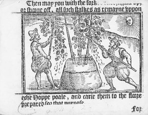 Cultivo do lúpulo, de &39;vade mecum, uma plataforma perfetista de um jardim Hoppe&39; por Reynolde Scot, 1576