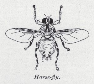 Mosca-cavalo (litho) de English School