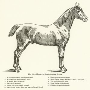 Cavalo, para ilustrar bons pontos