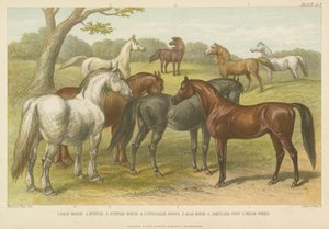 Cavalos e póneis (gravura colorida) de English School