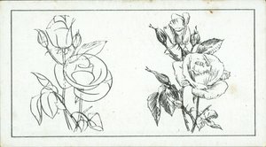 Como desenhar: Estudo de uma rosa (litografia) de English School
