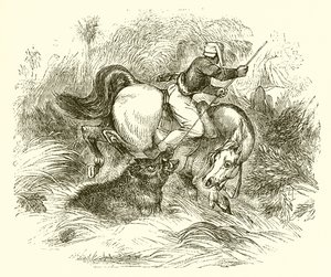 Como os javalis selvagens são caçados