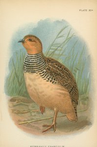 Francolin de Hubbard de English School