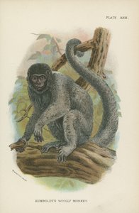Macaco Woolly de Humboldts de English School