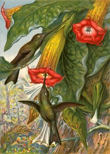 Beija-flores de English School