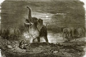 Caçador e elefante de English School