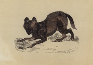 Hyaena Dog (cor litho) de English School