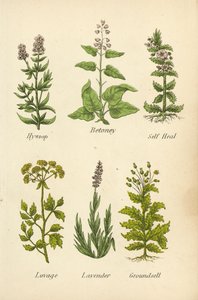 Hissopo, Betoney, Self Heal, Lovage, Alfazema, Groundsell (litografia a cores) de English School
