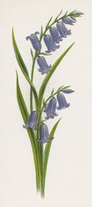 Ilustração para um sonho de um jardim (cor litho) de English School