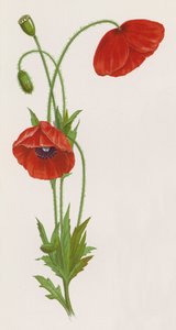 Ilustração para A Dream of a Garden (litografia a cores) de English School