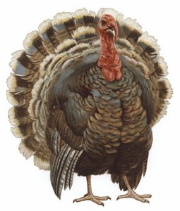 Imagem de uma Turquia