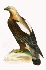 Águia Imperial, ilustração de "Uma História das Aves da Europa Não Observadas nas Ilhas Britânicas", de Charles Robert Bree (1811-1886), publicada em 1867 de English School