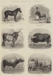 Indian Domestic Animals (gravura) de English School