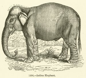 Elefante indiano (gravura) de English School