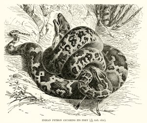 Python indiano esmagando sua presa de English School