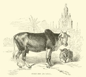 Zebu indiano, Bos indicus de English School