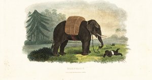 Criança indiana deixada sob a protecção de um elefante acorrentado enquanto os pais forrageiam na floresta para se alimentar de English School