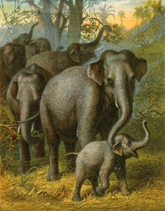 Elefantes indianos