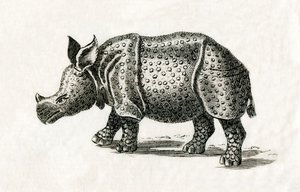 Rinoceronte indiano, ou maior rinoceronte de um corno, Rinoceronte unicórnio, de uma gravura do século XVIII (gravura) de English School