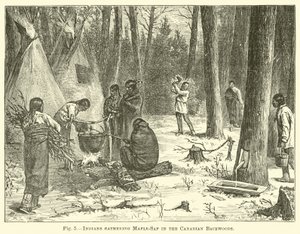 Índios reunindo ácer-de-bordo no sertão canadense de English School