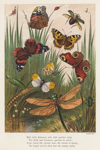 Insectos (litografia a cores) de English School