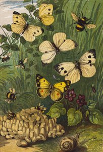 Insectos (litografia a cores) de English School