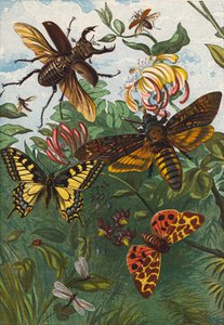 Insectos (litografia a cores) de English School