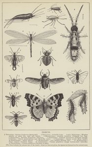 Insectos (gravura) de English School