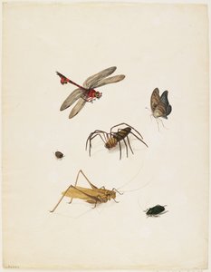 Insetos, c.1805 (tinta, wc e grafite sobre papel)