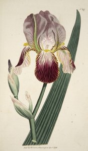 Iris Sambucina (Elder Scented Iris), do The Botanical Magazine ou Flower Garden Exibido, pub. 1792 (gravura colorida à mão) de English School