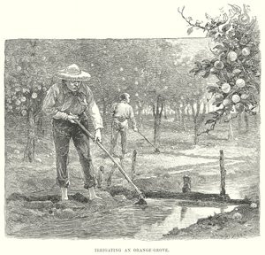 Irrigação de um laranjal (gravura) de English School