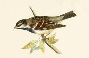 Pardal italiano, ilustração de &39;Uma história das aves da Europa não observadas nas ilhas britânicas&39; por Charles Robert Bree (1811-1886), publicado em 1867 de English School