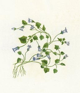 Bell-flor com folhas de hera, Campanula Hederacea de English School