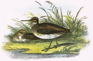 Jack Snipe de English School