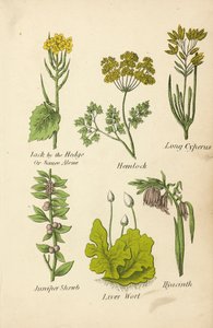Jack by the Hedge Ou Sauce Alone, Cicuta, Cyperus longa, Juniper Shrub, Liver Wort, Hyacinth (litografia a cores) de English School