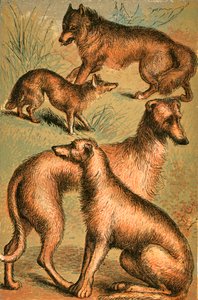 Chacal, lobo, Wolfhound irlandês e Deerhound de English School