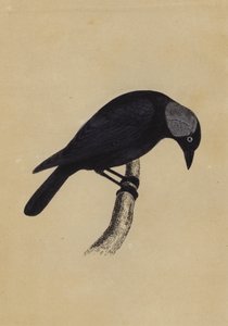 Jackdaw (cor litho) de English School