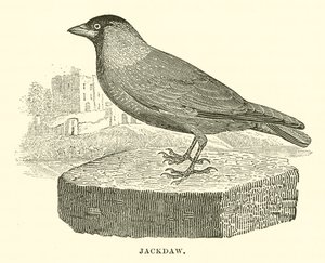 Gralha (gravura) de English School