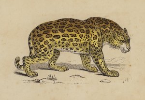 Jaguar (cor litho) de English School