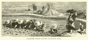 Arrozais japoneses, plantio de arroz de English School