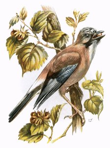 Jay