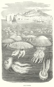 Peixes-gelatina (gravura) de English School