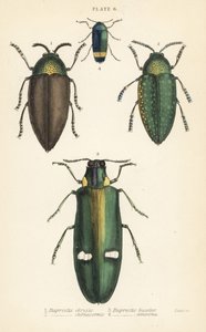 Escaravelhos das jóias: Buprestis chrysis 1, Buprestis sternicornis 2, Buprestis bicolor 3, Buprestis amoena 4 de English School