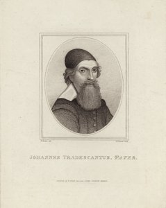 John Tradescantus Pater de English School