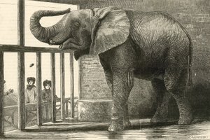 Jumbo, o grande elefante africano do Jardim Zoológico (gravura) de English School