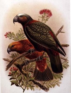 Kaka Parrot e Variety Kaka-Kura de 
