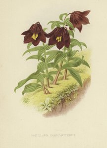 Fritilária de Kamchatka ou lírio de Kamchatka de English School