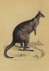 Canguru (cor litho) de English School